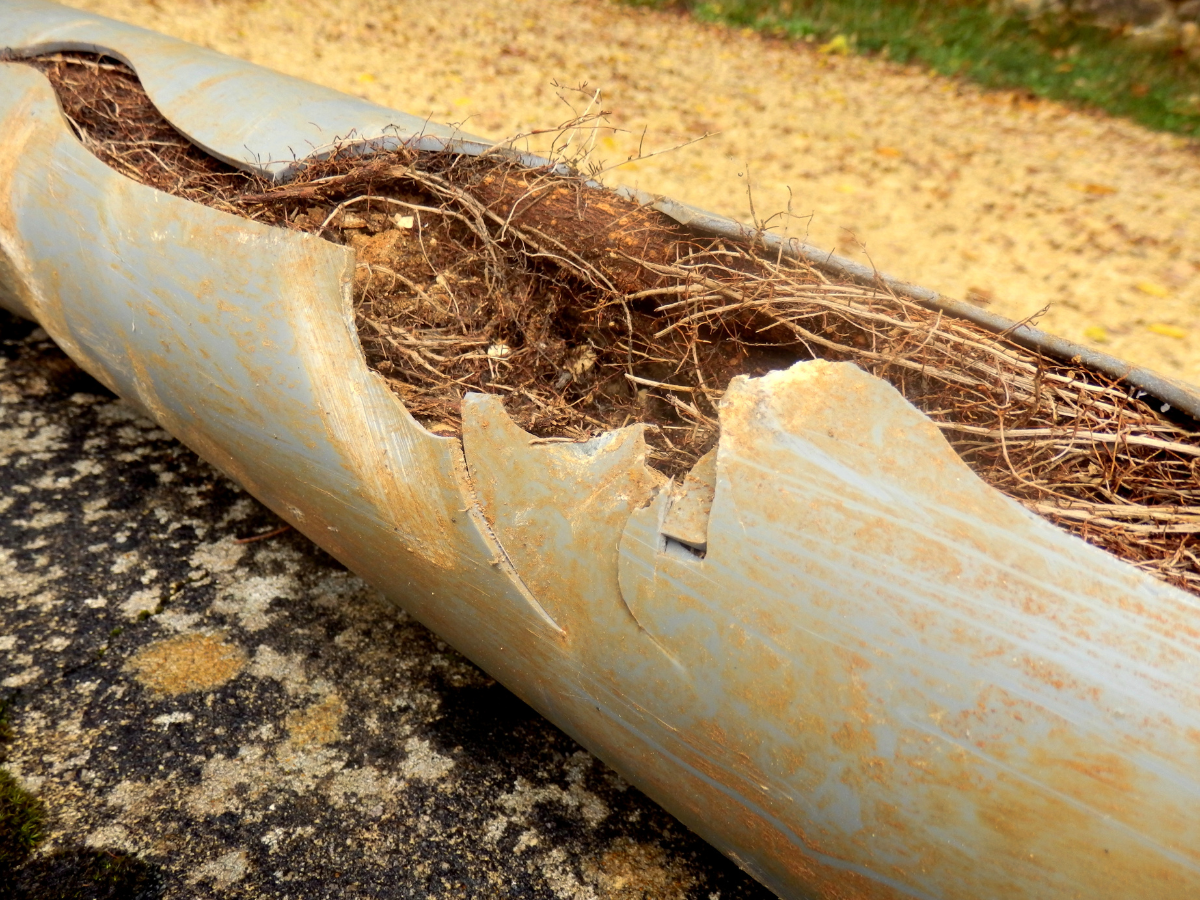 McCandless Plumbing & Excavation shows how plant roots can damage pipes, causing leaks and sewer problems for homeowners.