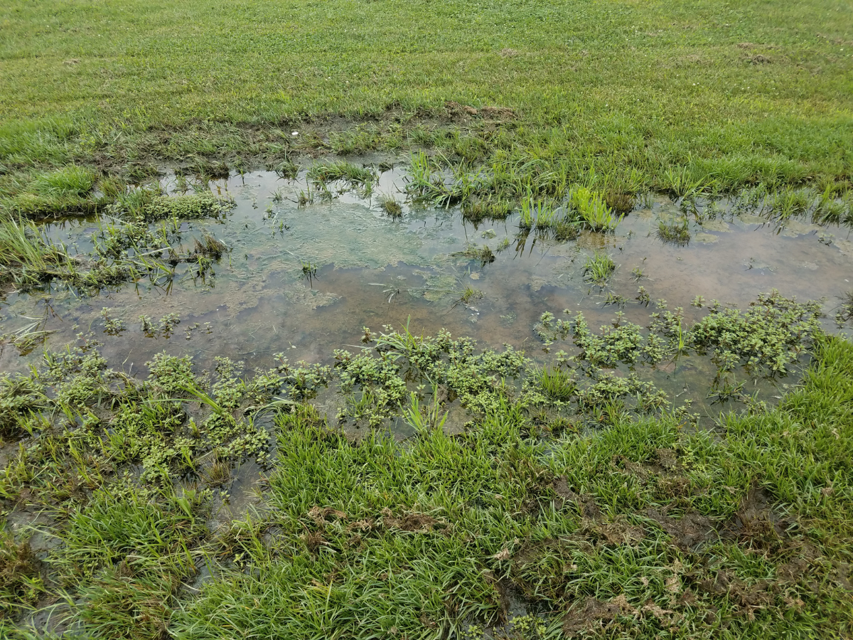The image shows a soggy lawn from a septic problem, a concern that McCandless Plumbing & Excavation can fix.