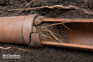 Tree roots have blocked andTree roots intruding into an aging clay sewer lateral, a common Jamestown failure.” damaged an underground pipe. McCandless Plumbing & Excavation can help fix this problem.